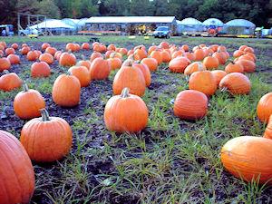 Pumpkin Picking