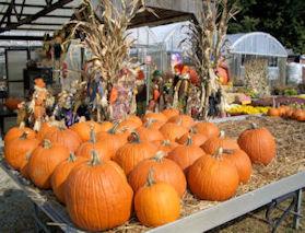 Pumpkins and other items for Fall.